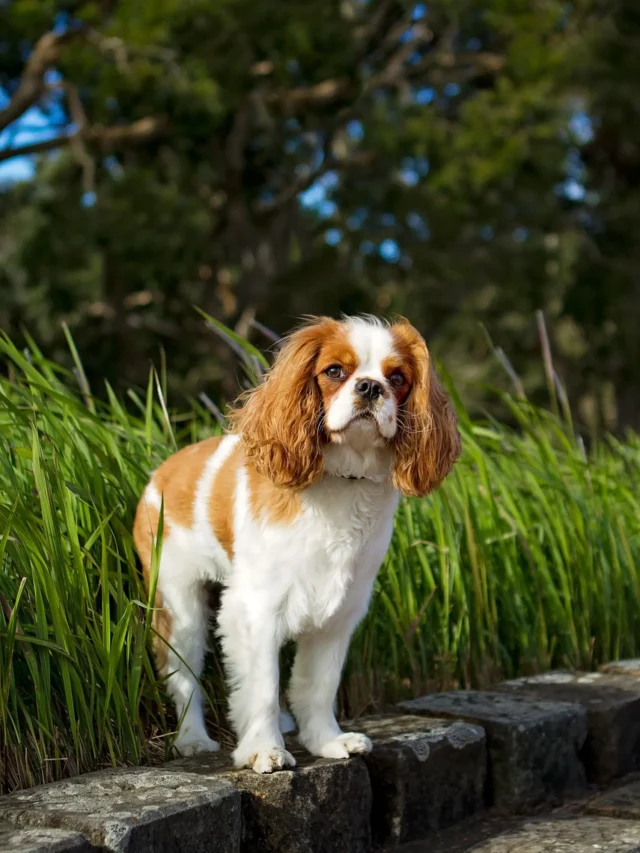 6 Dog Breeds That Are Surprisingly Low Maintenance