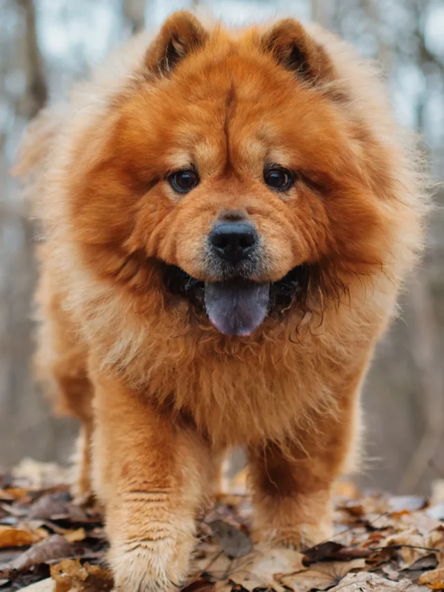 7 Most Expensive Dog Breeds in the World